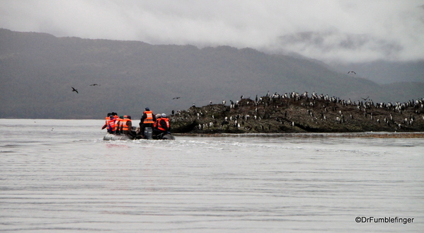 19 Tucker Islets. Cormorant