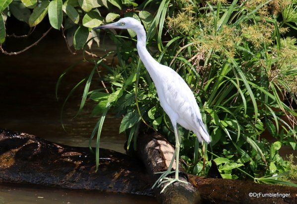 19 Turtle Bay Resort canal safari