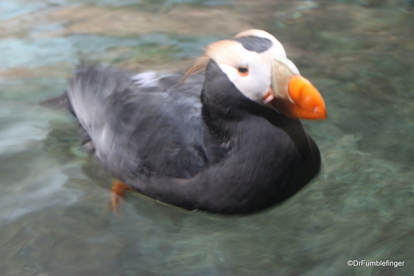 193 Monterey Bay Aquarium. Tufted Puffin