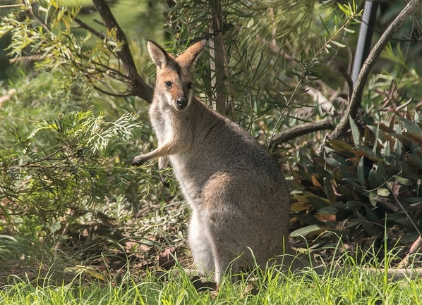 19_red-necked wallaby-gd757f077e_1280