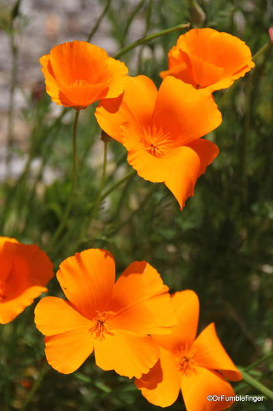 California Poppies, Wawona Hotel, Yosemite National Park