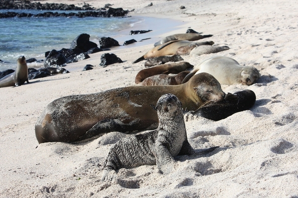 15_galapagos-5014927_1280