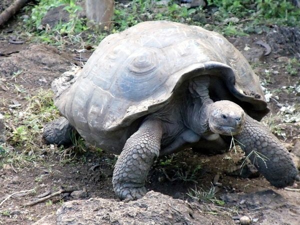 9_tortoise-163756_1280