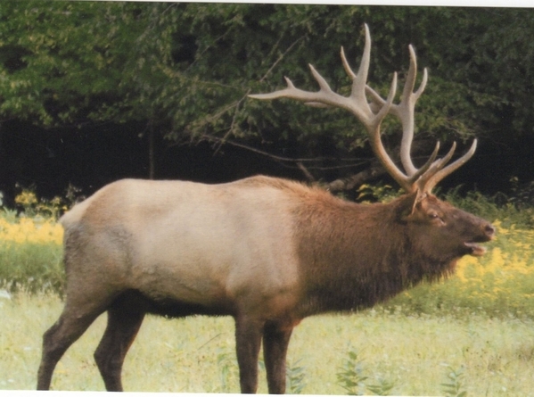 Elk