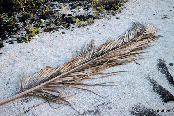 Fallen palm frond, Pu`uhonua O Hōnaunau National Historical Park