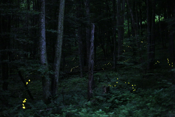 fireflies