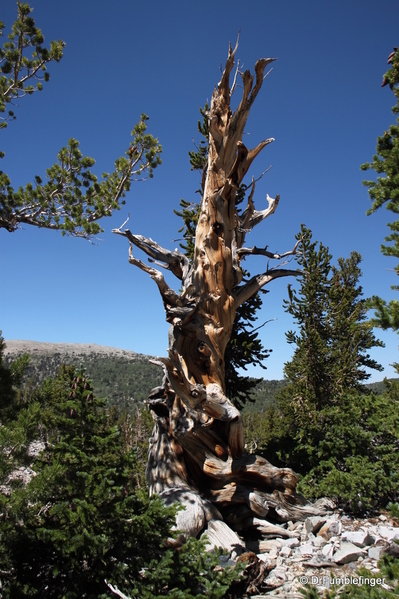 great-basin-np-025