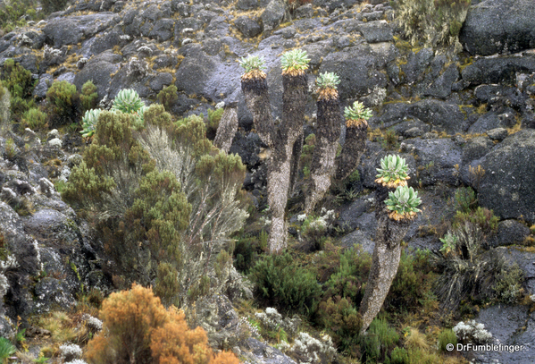 mt-kilimanjaro-028