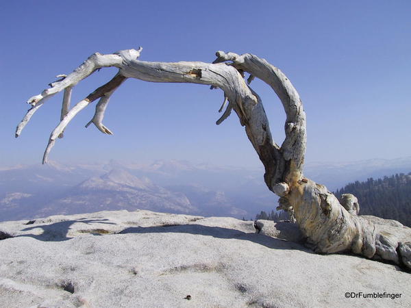 Jeffrey Pine on Sentinel Dome, Yosemite National