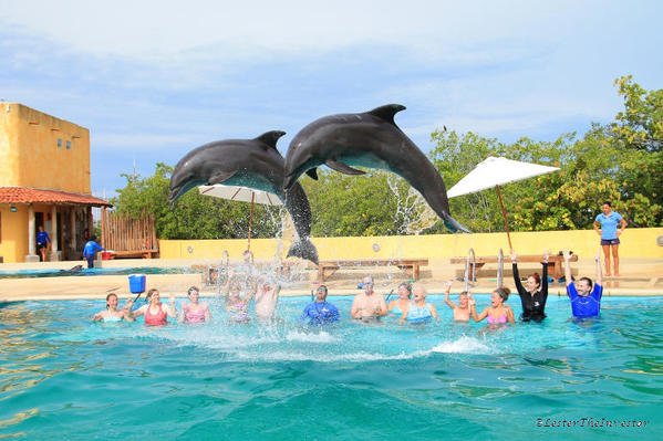 Puerto Vallarta Trainer for a Day. Putting on a show