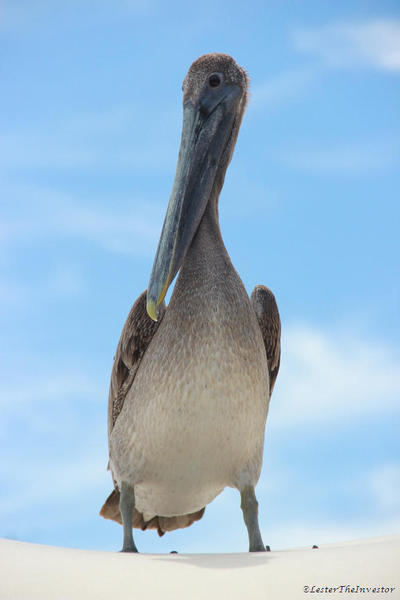 Puerto Vallarta Trainer for a Day. A pelican hoping for a spare fish