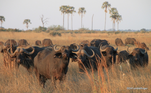 2014-32c-aug-8-2014-buffalo-sandibe