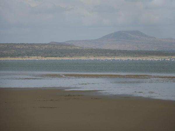 Abiata National Park. Flamingo still inhabit part of the lake