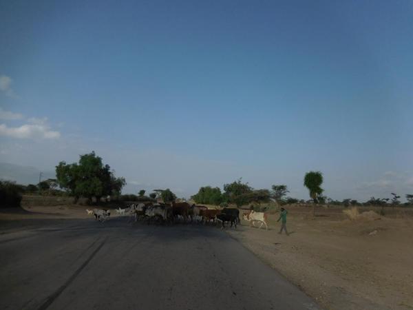 Roads in Rift valley, with cattle crossing at any given point