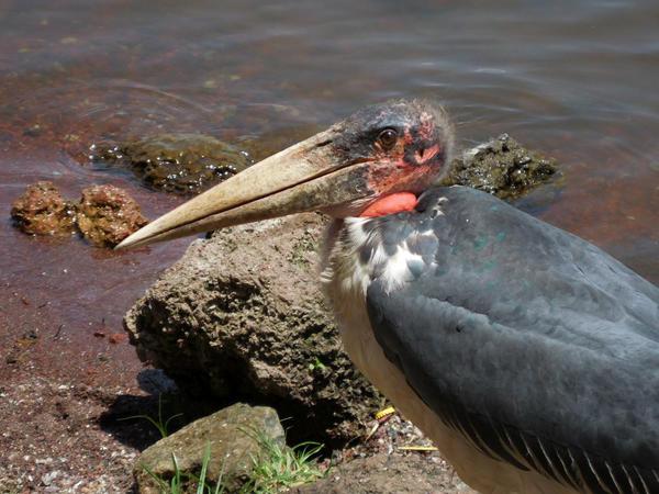 Ziway Lake birds