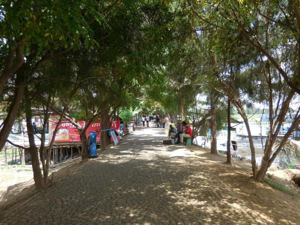 Tree lined walkway. A nice tree-lined walkway around the lake