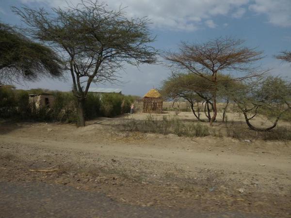 Thatched hut