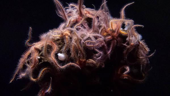 Starfish clusters