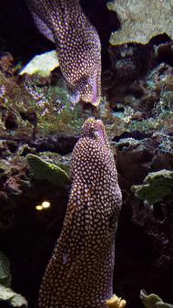 A moray eel seeing itself