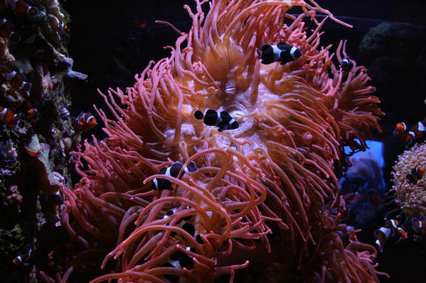 Clown fish and anenome