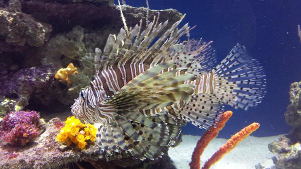 Lionfish