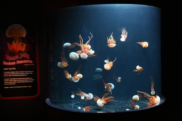 Flame jelly exhibit