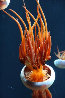 Flame jelly