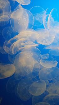 Moon jellies