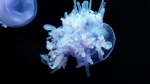 Jellyfish