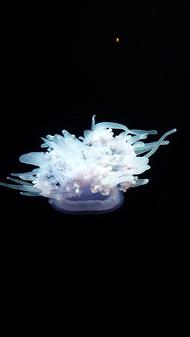 Jellyfish