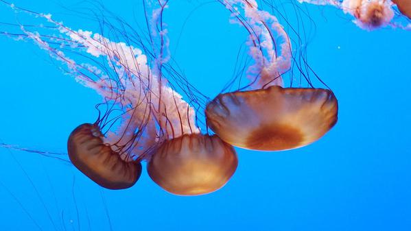 Sea nettles