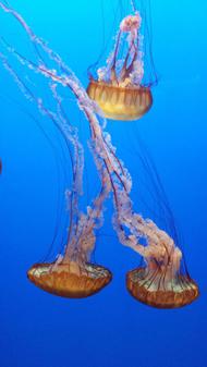 Sea nettles