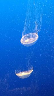 Crystal jellies