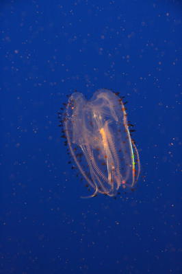 Fluorescent jellies