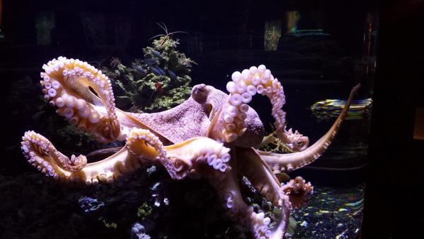 Pacific Giant Octopus