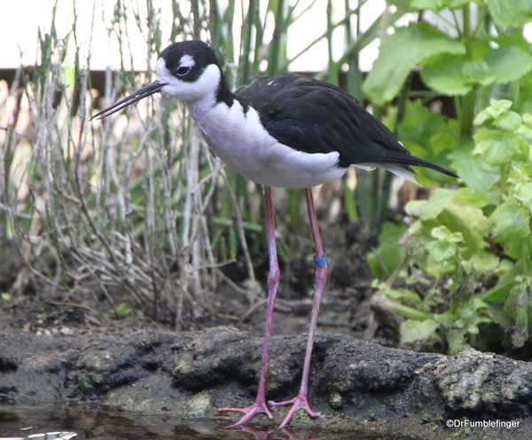 202 Monterey Bay Aquarium. Shorebirds