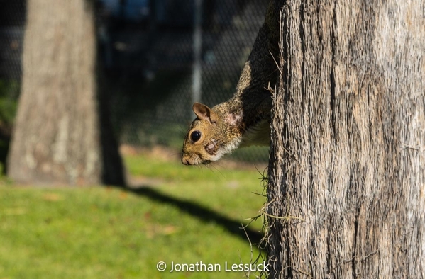 2023-09-15 Mt. Dora-6