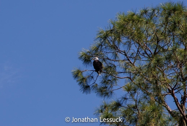 2023-10-29 POD Lake dora Wildlife-1