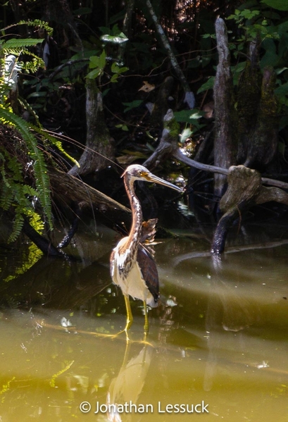 2023-10-29 POD Lake dora Wildlife-4