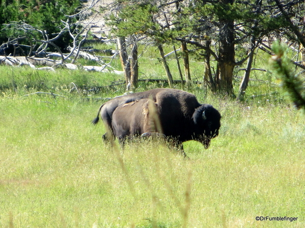 20 Hayden Valley and Yellowstone River