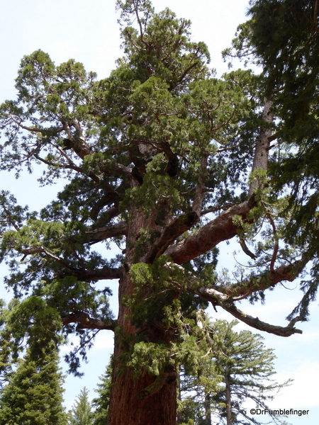 20 Mariposa Grove, Yosemite NP)