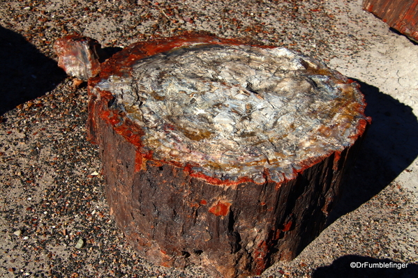 20 Petrified Forest