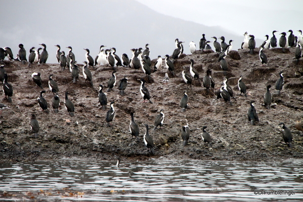 20 Tucker Islets. Cormorant