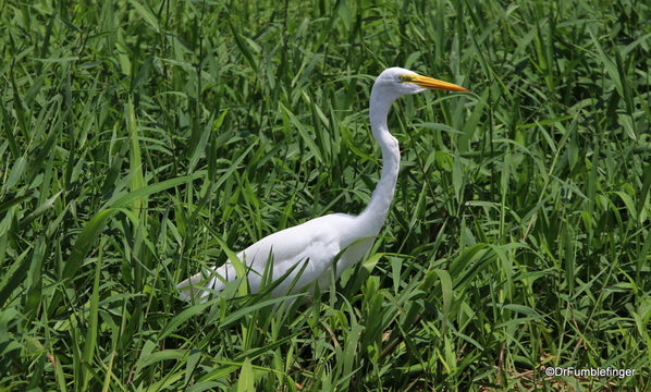 20 Turtle Bay Resort canal safari