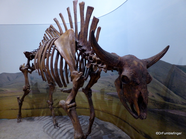 20 Yukon Beringia Center (40) Steppe Bison