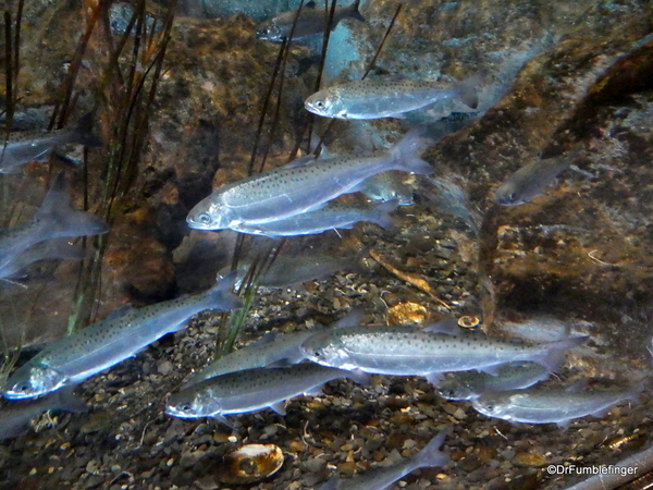 20z Seward Sealife Center