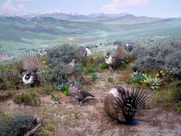 21 Denver Museum of Nature and Science. Sage Grouse