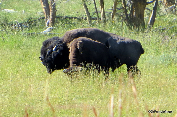 21 Hayden Valley and Yellowstone River