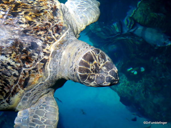 21 New England Aquarium Kemp