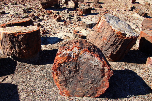 21 Petrified Forest